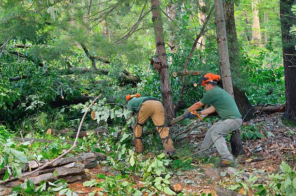 How Our Tree Care Process Works  in  Kings Point, NY